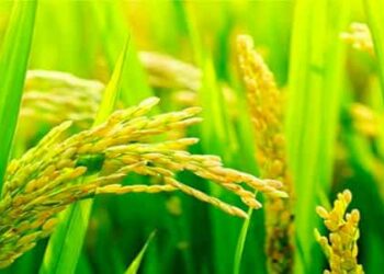 وزارة التموين لمحتكري الأرز : ” هتروحوا مننا فين ” ؟