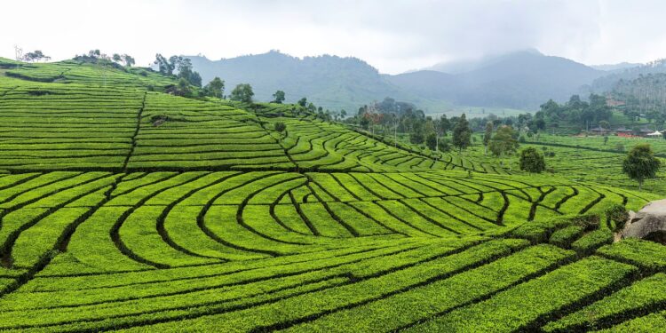 نقيب الفلاحين : “في أماكن في مصر ممكن نزرع فيها شاي وقهوة ” ( فيديو )