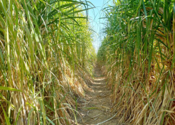 توريد مليون و 400 ألف طن قصب سكر من بداية الموسم حتى الآن