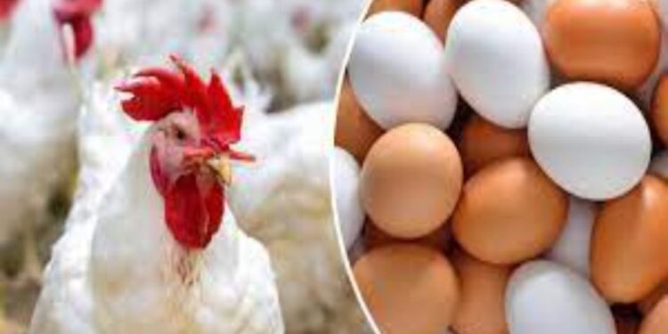 تحرك عاجل من البرلمان لتحديد أسعار الدواجن والبيض قبل رمضان