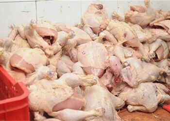 التموين: 3362 طن دواجن برازيلية مجمدة تصل بداية من الأسبوع الجاري