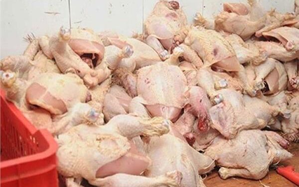 التموين: 3362 طن دواجن برازيلية مجمدة تصل بداية من الأسبوع الجاري