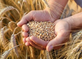 روسيا تبدأ في تشديد قبضتها على غذاء العالم