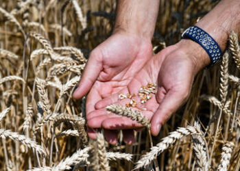 عاجل..روسيا تعلن إتمام صفقة حبوب كبرى مع مصر