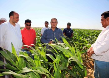 عمرو عبد الوهاب : سنقدم المزيد من الدعم والخدمات لفلاحى ومزارعى مشروع الـ ١.٥ مليون فدان