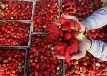 السعودية تسمح مجدداً بإستيراد الفراولة المصرية