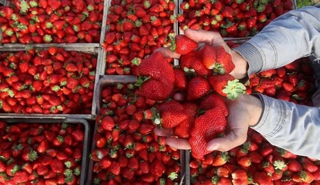 السعودية تسمح مجدداً بإستيراد الفراولة المصرية