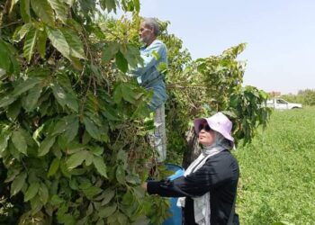 لأول مرة في التاريخ ..مصر تحصد إنتاجها من البن ( صور )