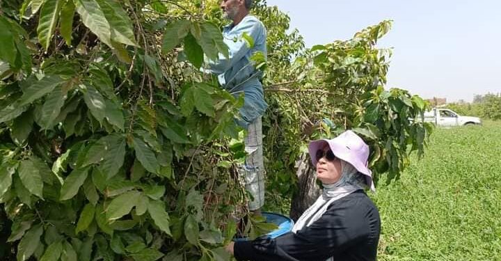 لأول مرة في التاريخ ..مصر تحصد إنتاجها من البن ( صور )