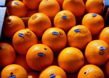 شركة هانسان جلوبال الكورية تطلب من الحكومة استيراد البرتقال المصري