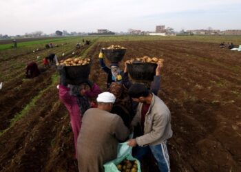 جالينا القابضة تتحالف مع أجريكاش لتيسير تمويل صغار المزارعين