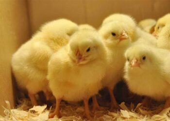 العربية : سعر الكتكوت في مصر يقفز إلى 100 جنيهاً